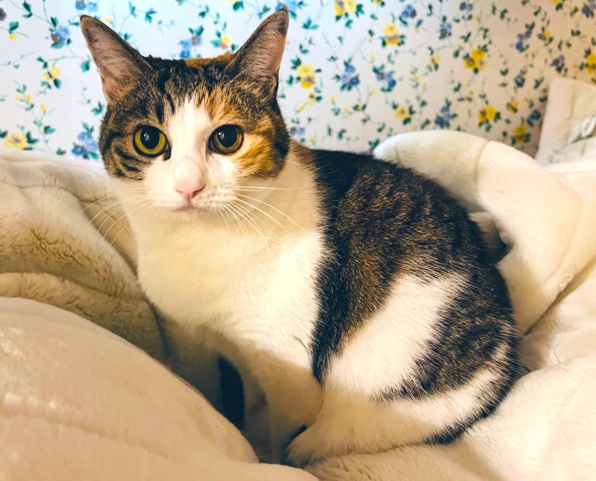 ソレイユ tweet media