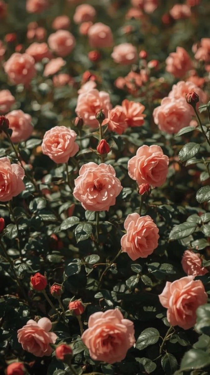 بنت آلخالدي 𐙚 tweet media