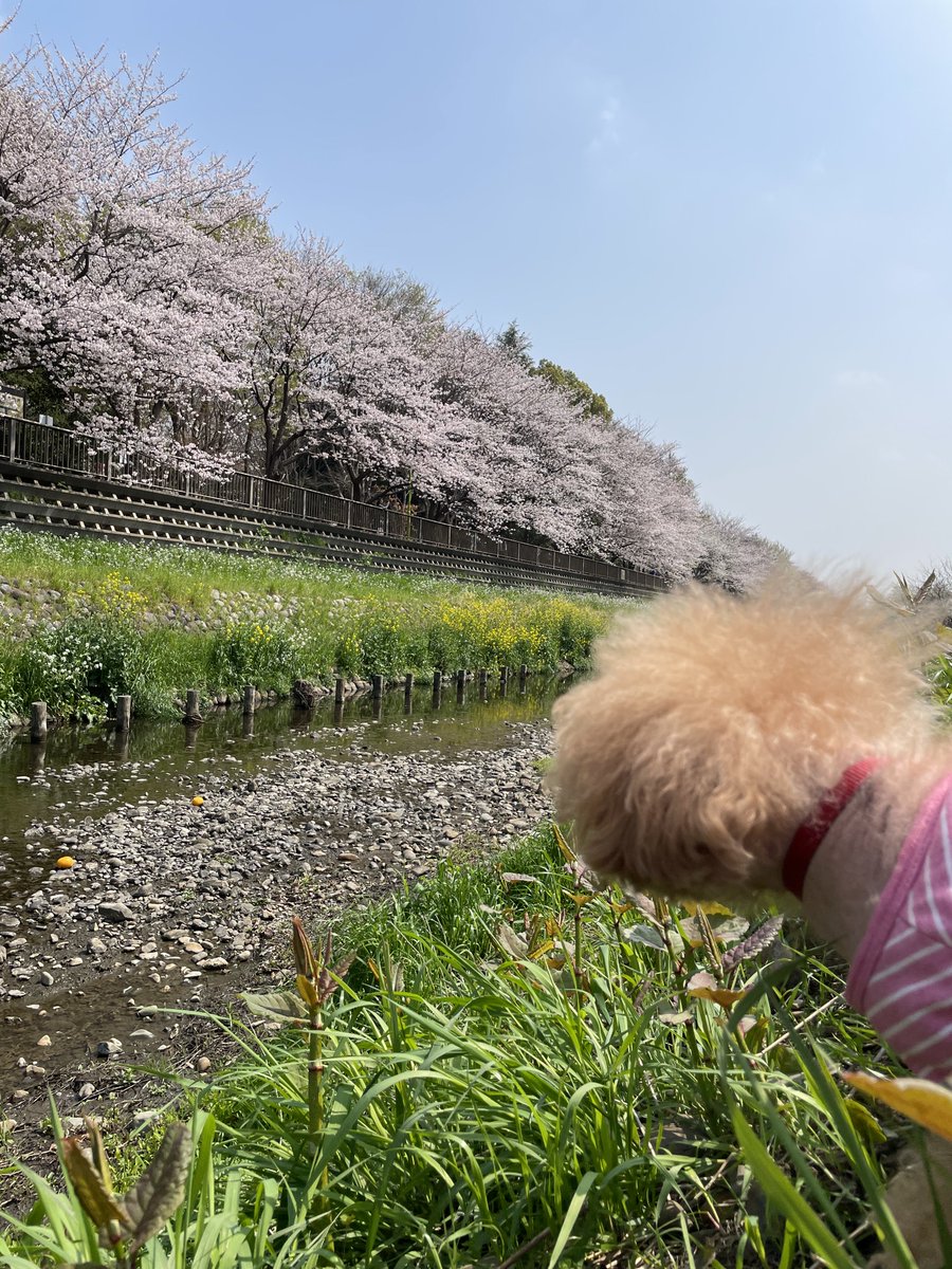 imasarafufu's tweet photo. 綺麗なサクラ色の舌出して〜👅🌸 https://t.co/LOw6mpKJnj