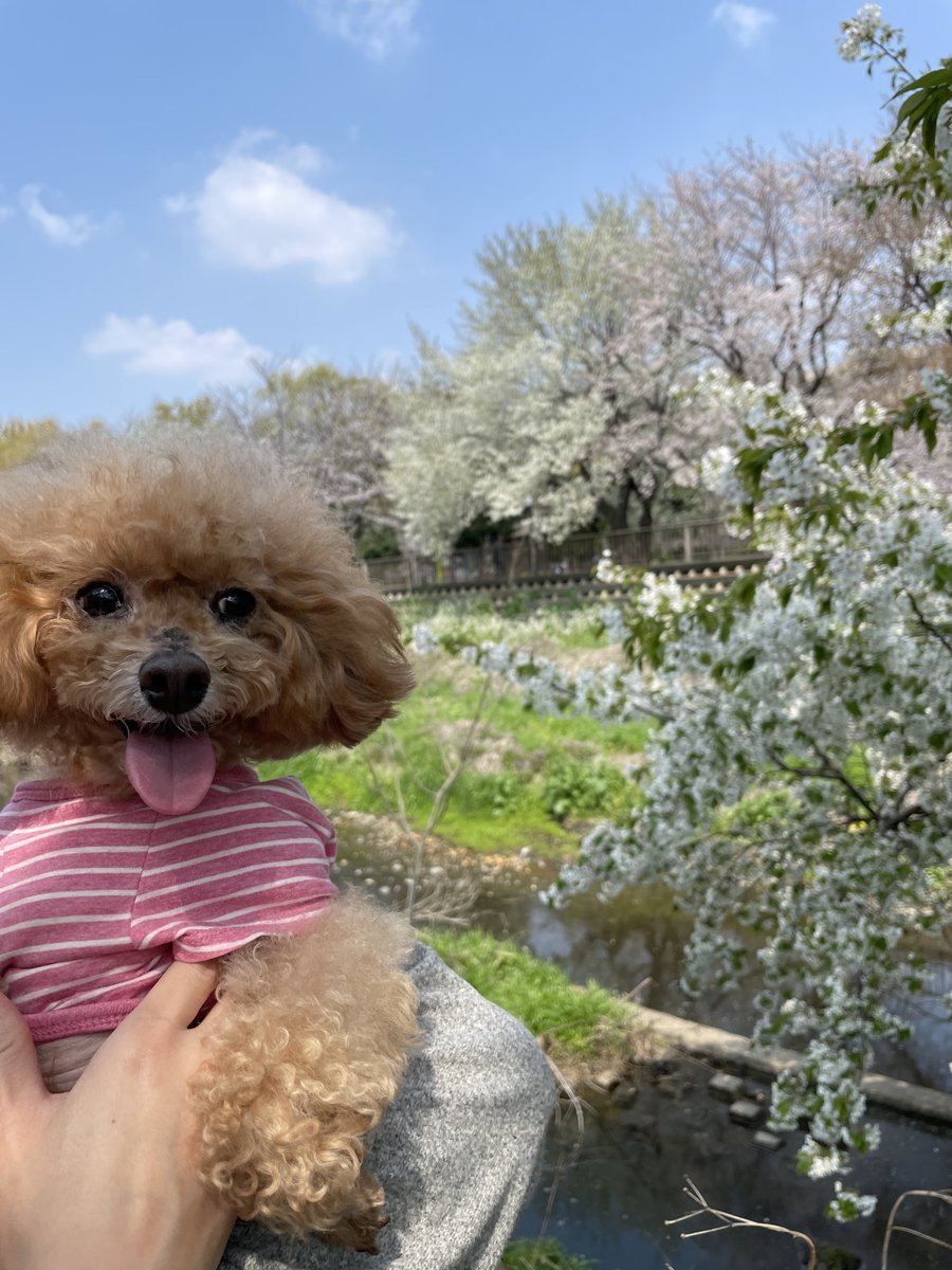 imasarafufu's tweet photo. 綺麗なサクラ色の舌出して〜👅🌸 https://t.co/LOw6mpKJnj