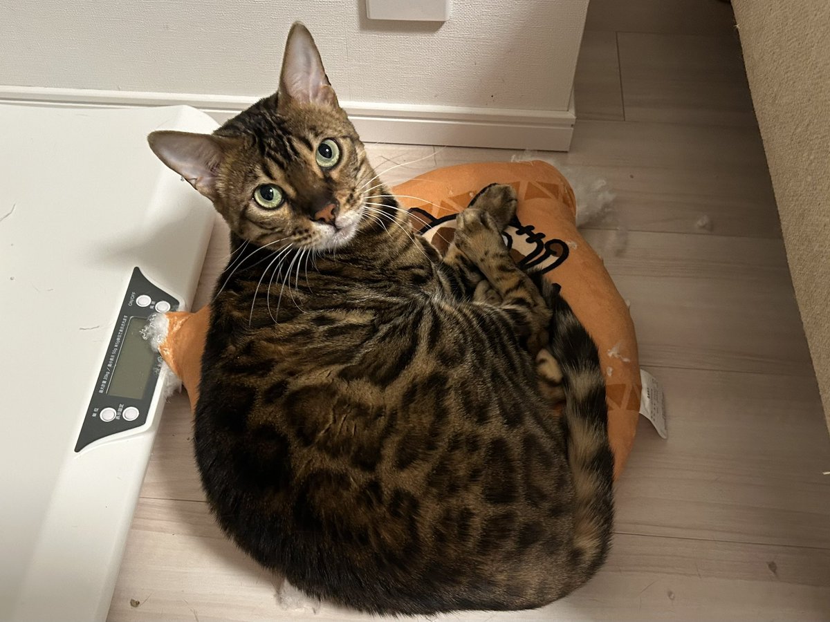 よしなま tweet media