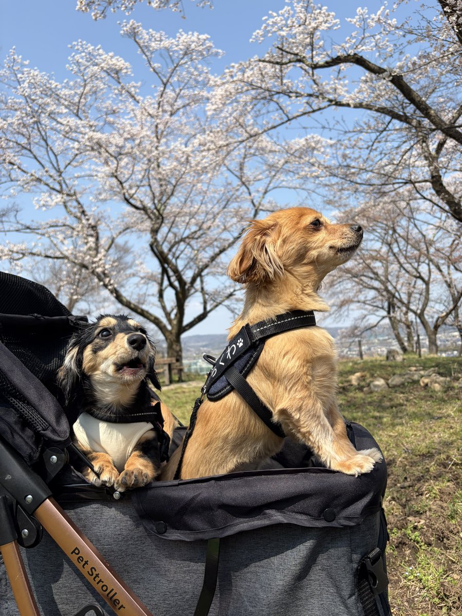 チワックスのちくわ tweet media