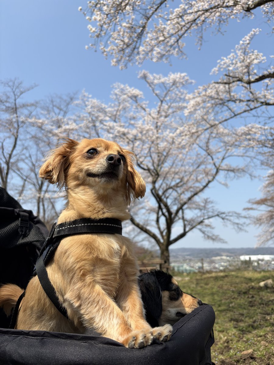 チワックスのちくわ tweet media