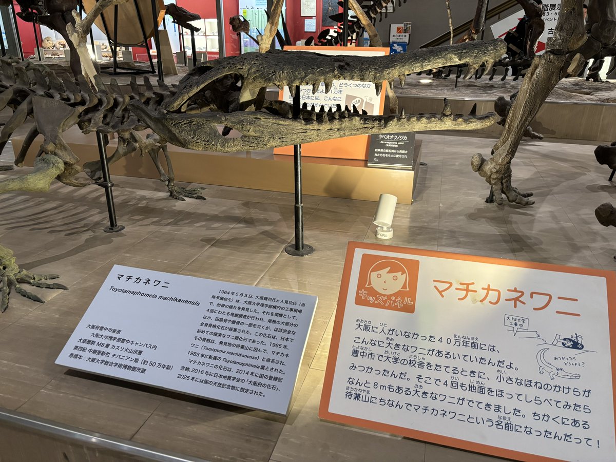 常設展来たらマチカネワニいて激アツ

豊中市の大学とかボカされた説明を書かれる可哀想な阪大くん、、、、、