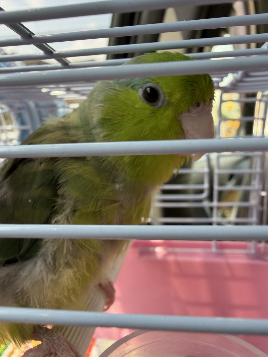 まゆり tweet media