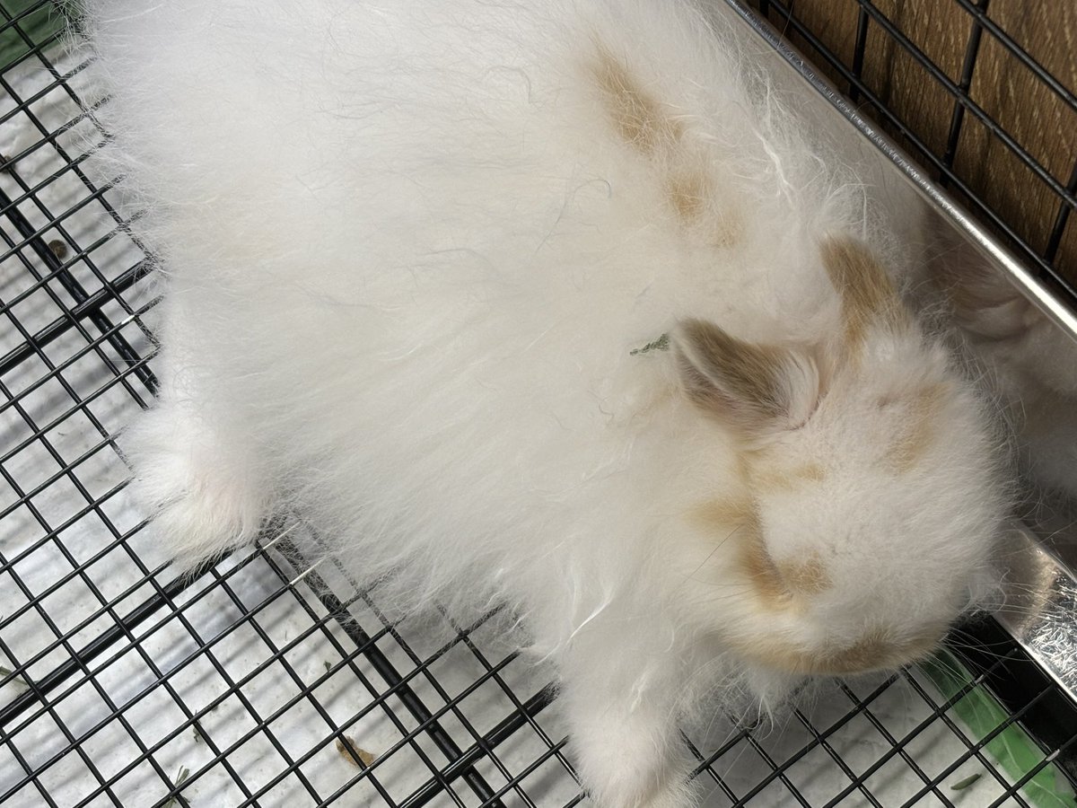 うさぎのしっぽレイクタウン店 tweet media