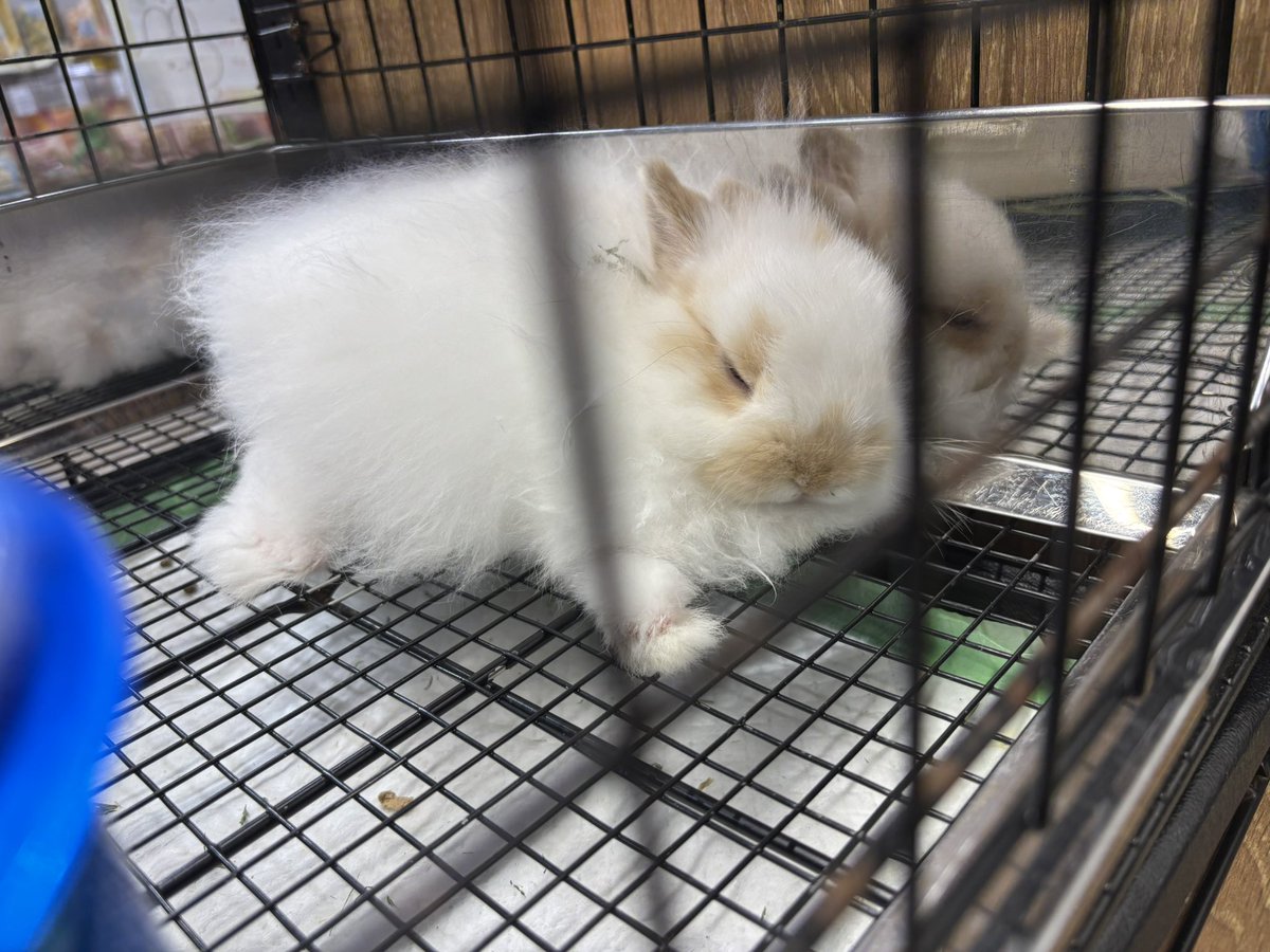 うさぎのしっぽレイクタウン店 tweet media