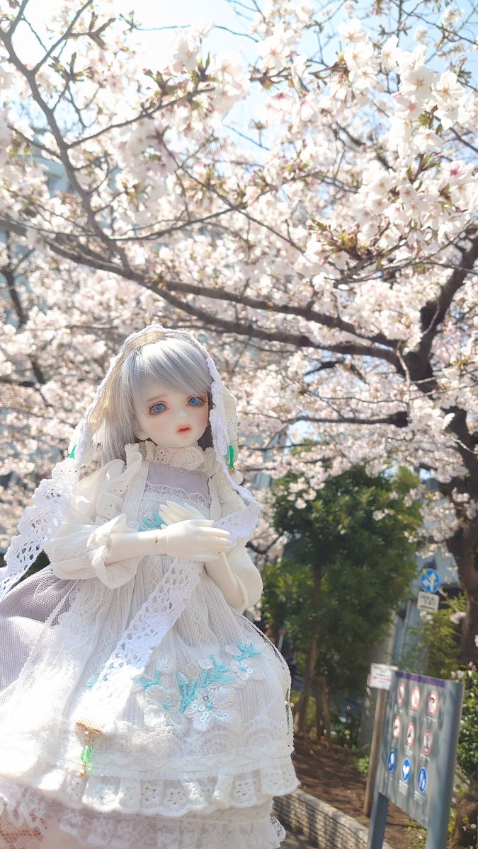 星伽⋆꙳Doll🌌 tweet media