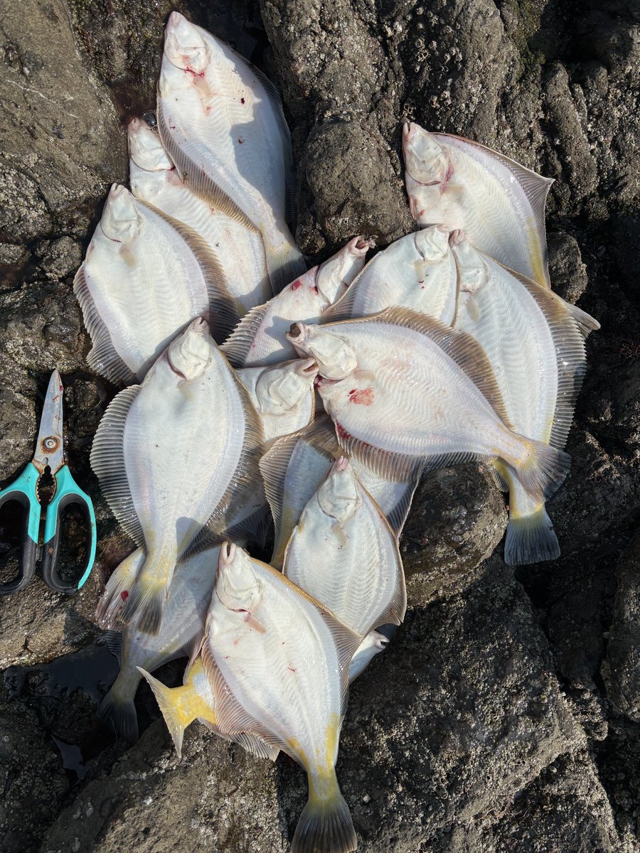 控えめ釣師K tweet media