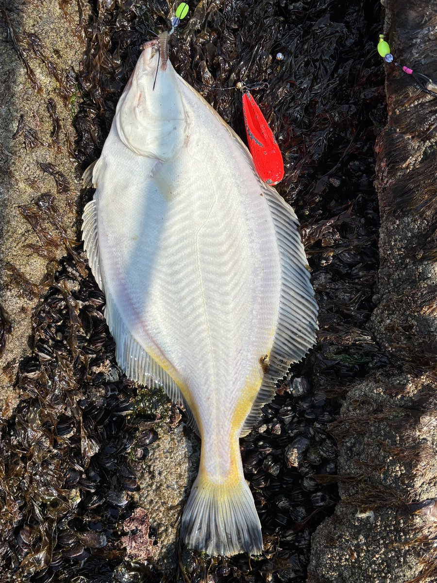 控えめ釣師K tweet media