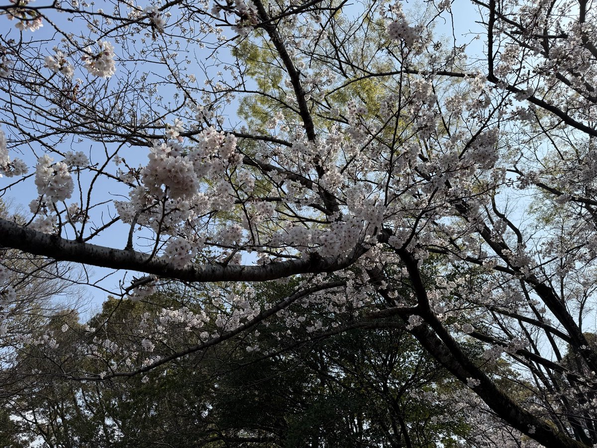 yonegi612's tweet photo. 花見日和 https://t.co/oB1yETYm0Y