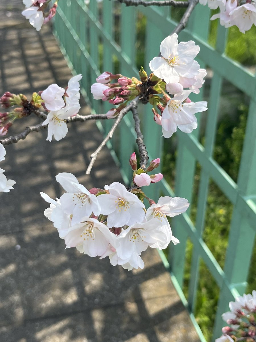 ★mamasan/ctphn708 tweet media