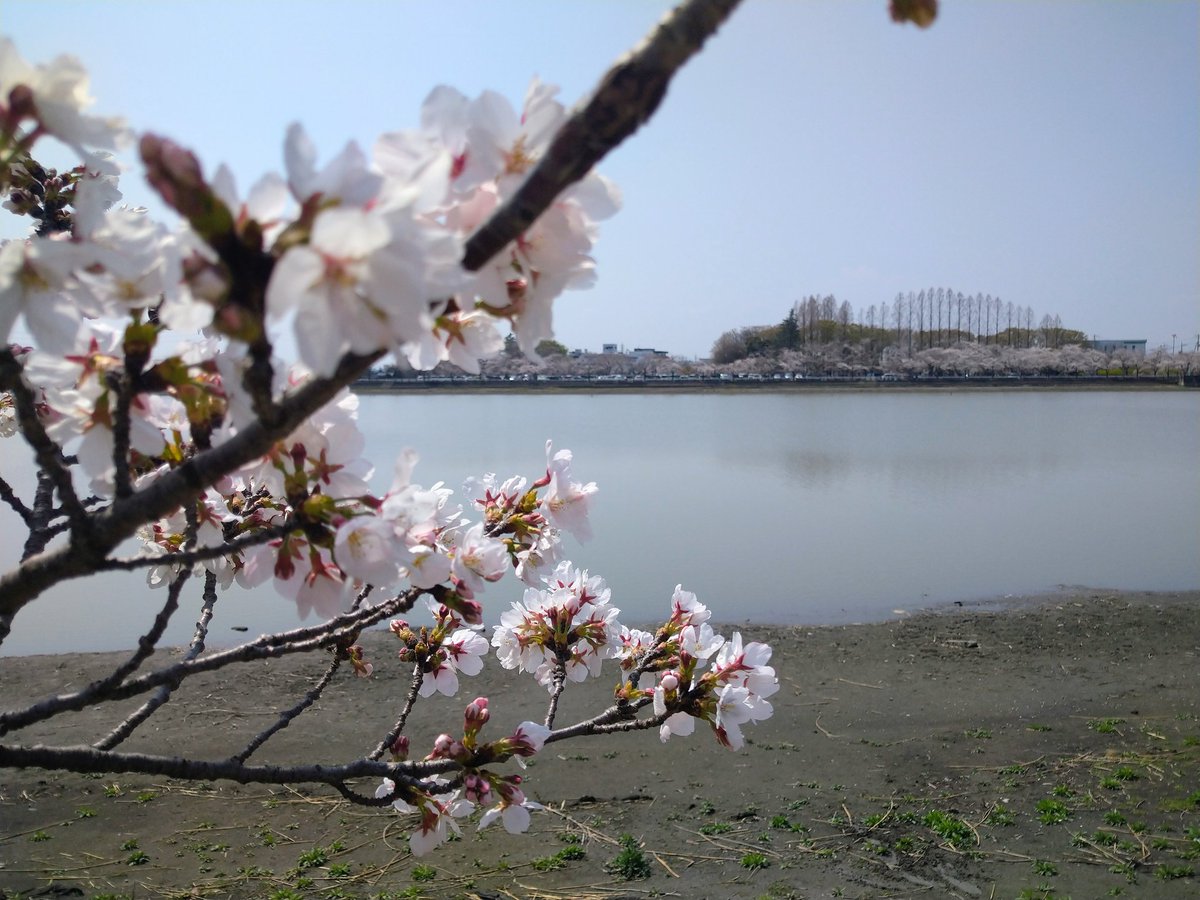 Mina_Chaho's tweet photo. おさんぽ https://t.co/T0TimQkwbh