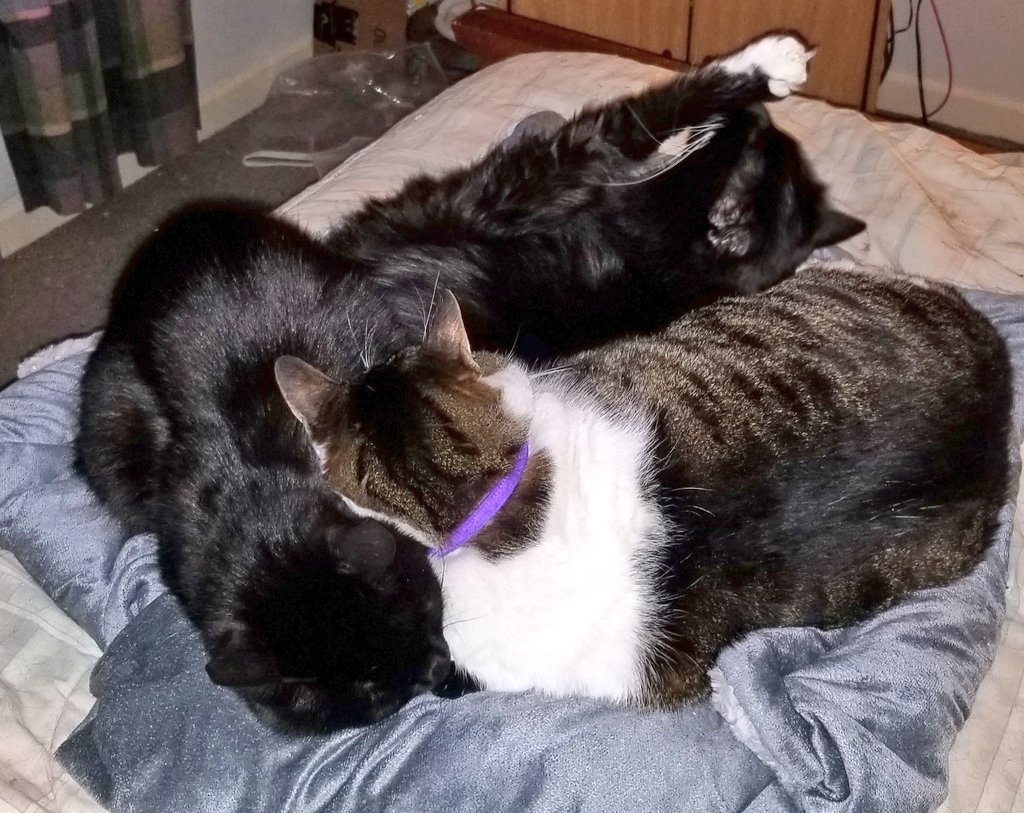 Ray Radlein tweet media