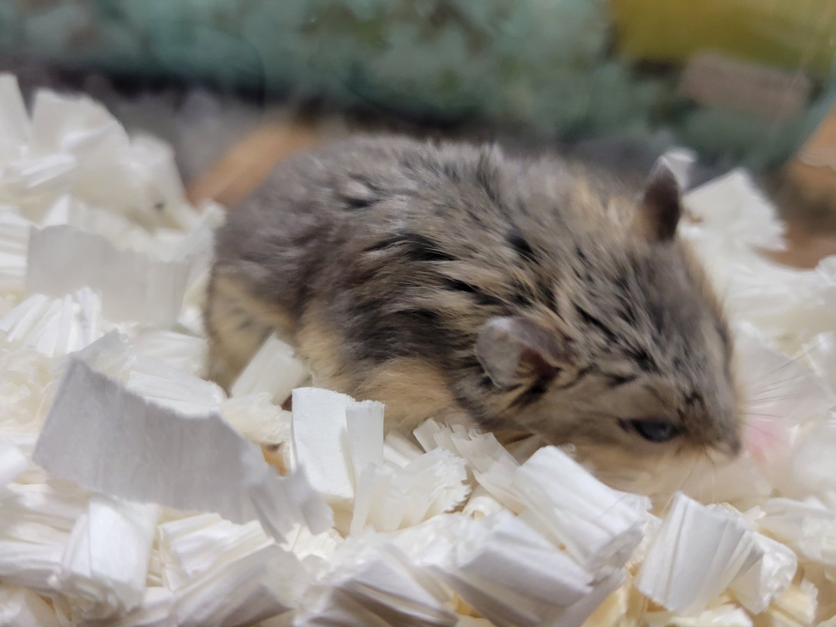 ハム活中こりす tweet media