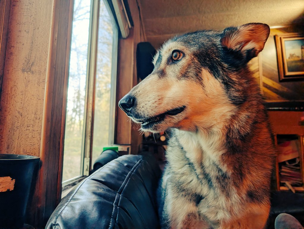 skitten_hund tweet media