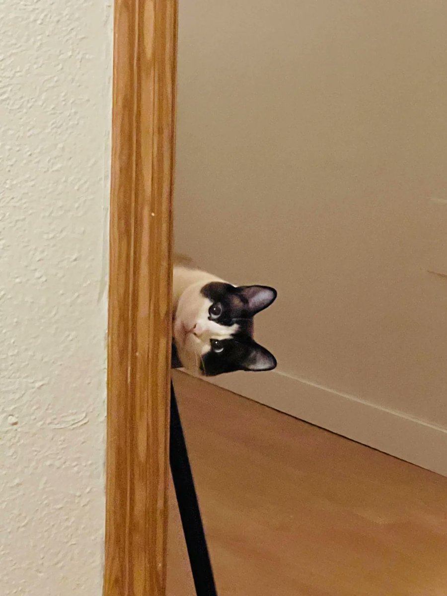 Бывший CTAPЛИHK , подпишись , Коты & Crypto tweet media