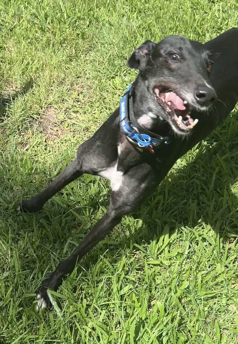 blorgie glooby bug tweet media