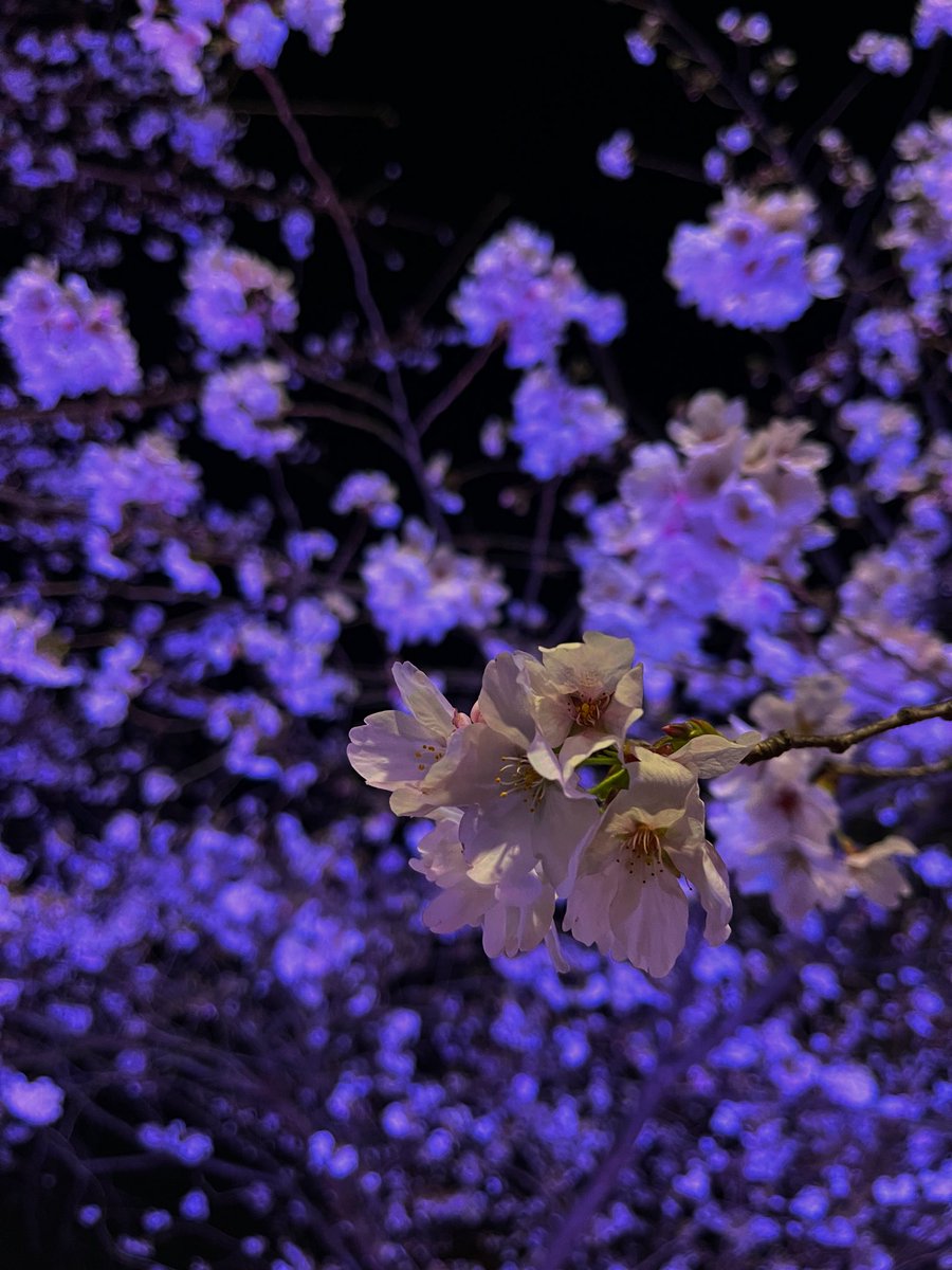 ILOLON_DAYO's tweet photo. お花見🌸 https://t.co/zbYvwZ1Dy3