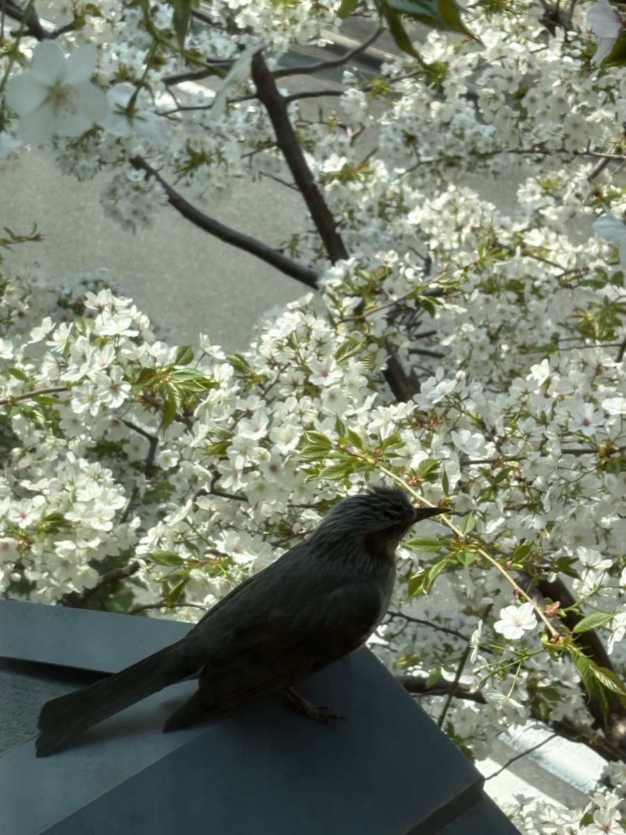 cope2255's tweet photo. 桜にそこそこ大きな鳥が来た！と思って、こっそり室内から撮影！調べてみたら、ヒヨドリでした。ヒヨドリが来てから、ちょっと前まで来ていたメジロが来なくなった。ヒヨドリ、大きいし、結構黒いね https://t.co/uhDapuw1lD