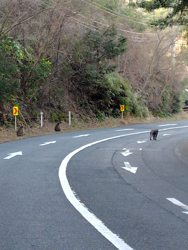8Etekchi's tweet photo. ２日目の車中泊をした島根県浜田市を出発して、次の目的地である下関に向かう途中で野生のお猿さんを見かけました。車を見ても、あまり逃げ出しそうな感じではありませんでした。 https://t.co/iLHY8QBYrE