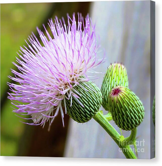 Joanne Carey Photography tweet media