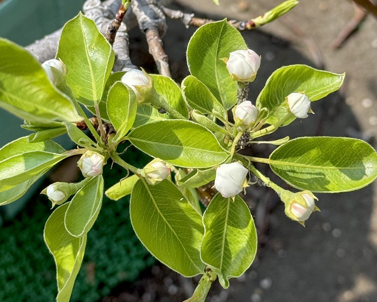 果樹栽培が大好き tweet media