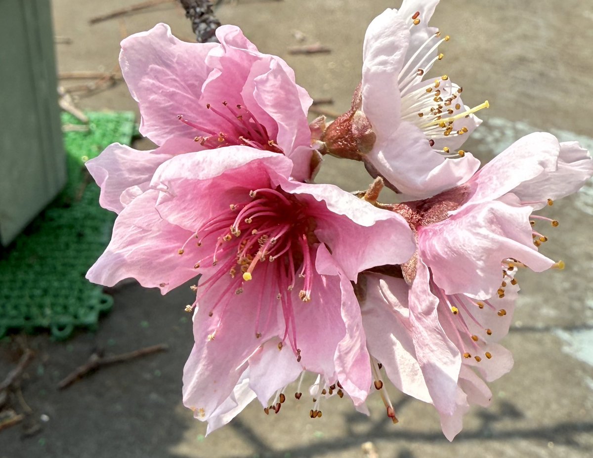 果樹栽培が大好き tweet media