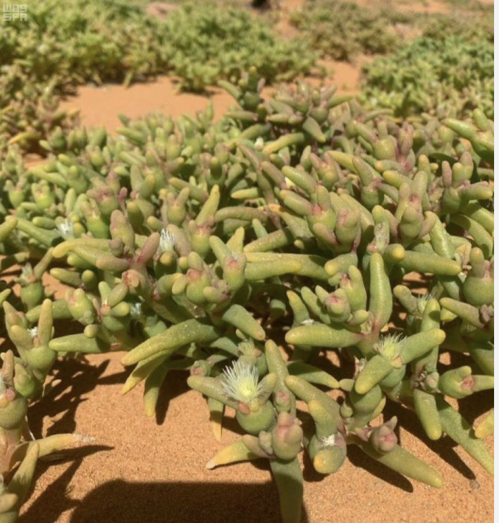 المحنّا- Faten Dhawi tweet media