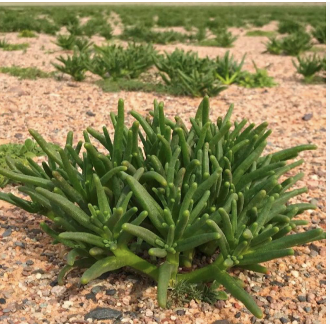 المحنّا- Faten Dhawi tweet media