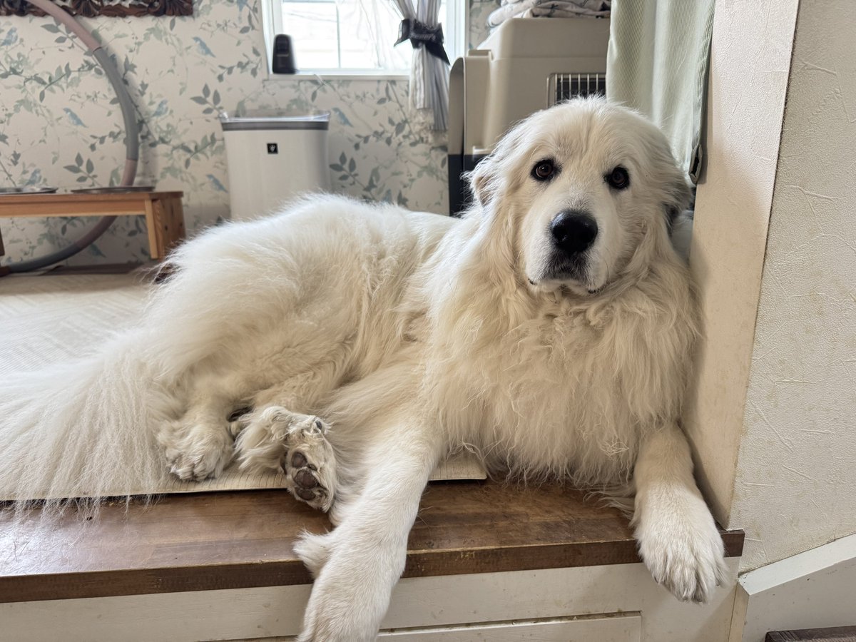 セレネちゃん日記 tweet media