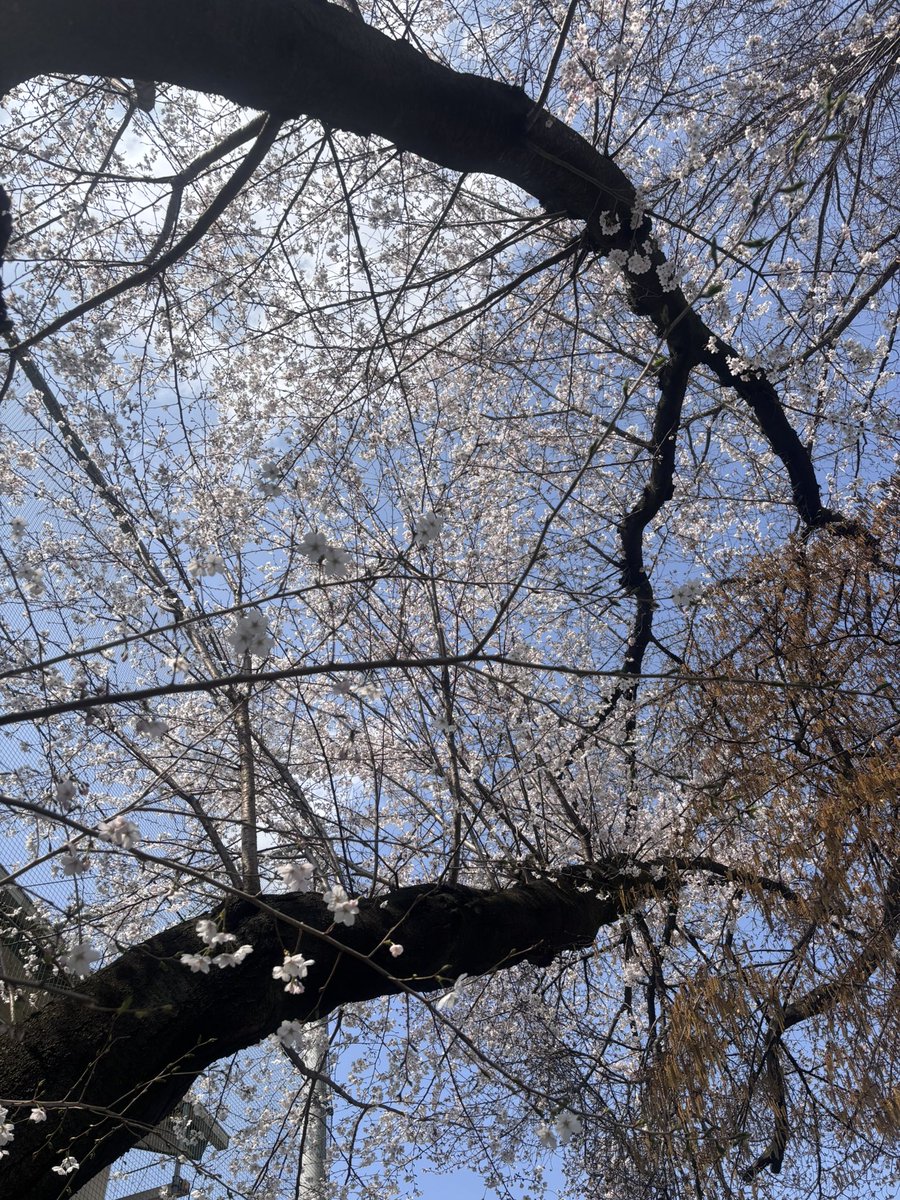 makoto yonezawa tweet media