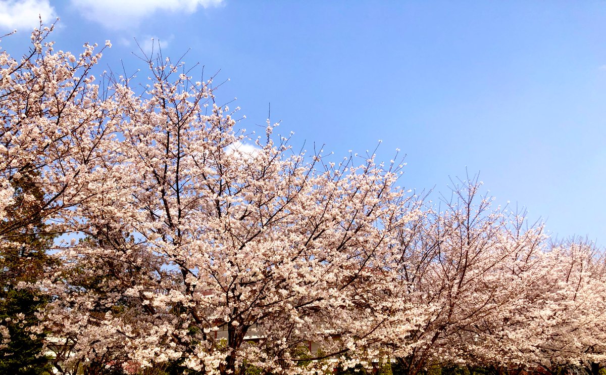kyorin_foreign's tweet photo. 井の頭キャンパスでは桜が満開に。近隣の方が訪れて花を愛でていらっしゃいます。 https://t.co/0VIpZvqy2y