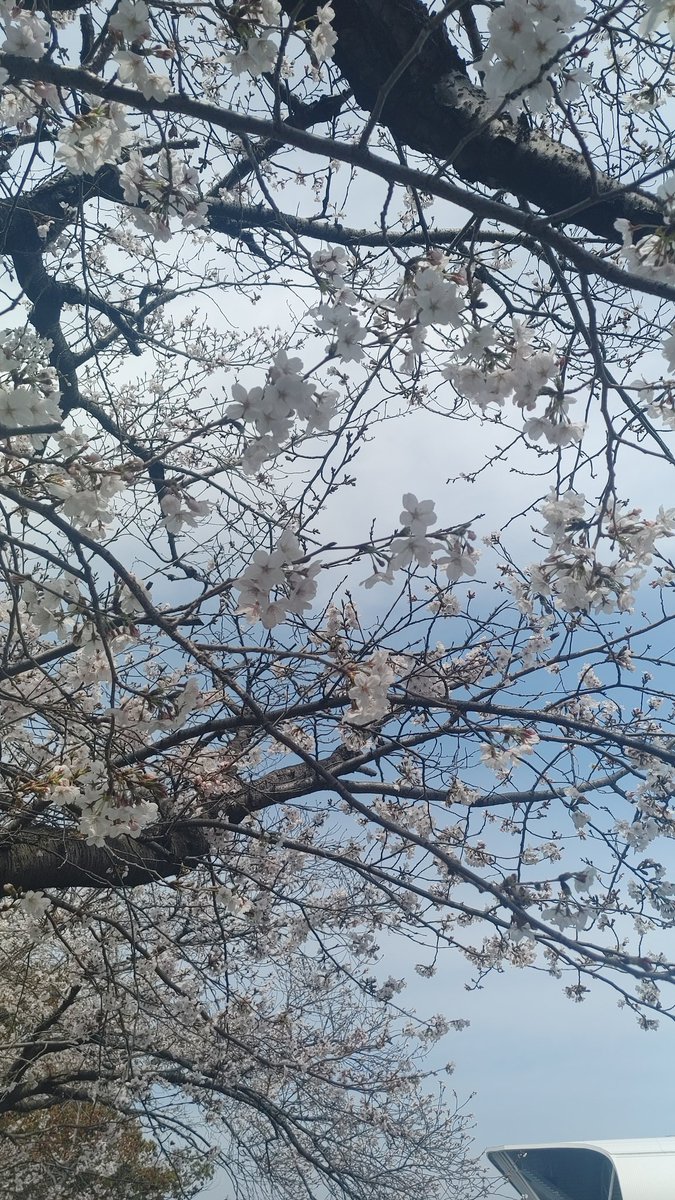 jq2H8P5CCK53023's tweet image. 百貨店まで歩いたので花見もした🌸
