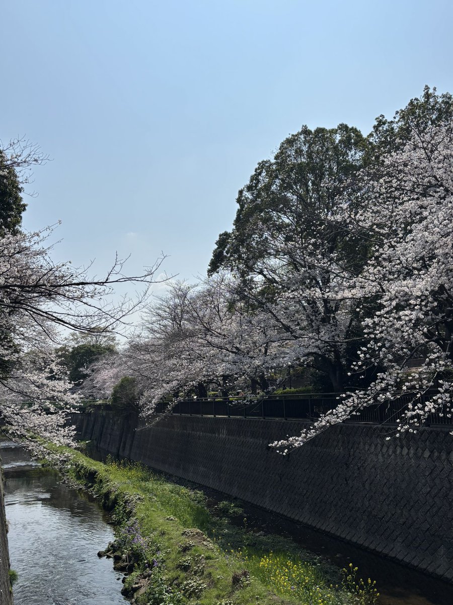s_ran17's tweet photo. ワシントン桜満開🌸
#祖師ヶ谷公園 #さくら祭 https://t.co/Hd8olqYS7B