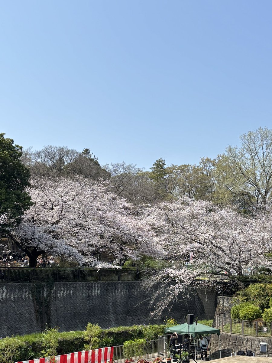 s_ran17's tweet photo. ワシントン桜満開🌸
#祖師ヶ谷公園 #さくら祭 https://t.co/Hd8olqYS7B
