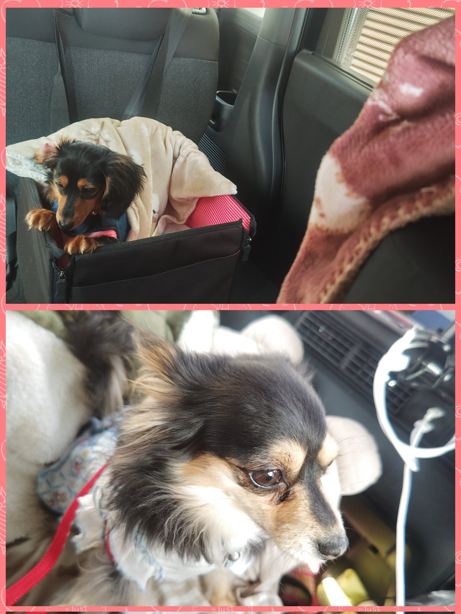 ひめ🌈乃秋🐶羽入🐶ママ☆Yukari tweet media