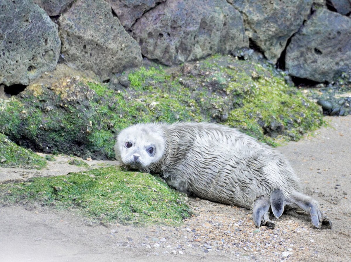 たなか tweet media