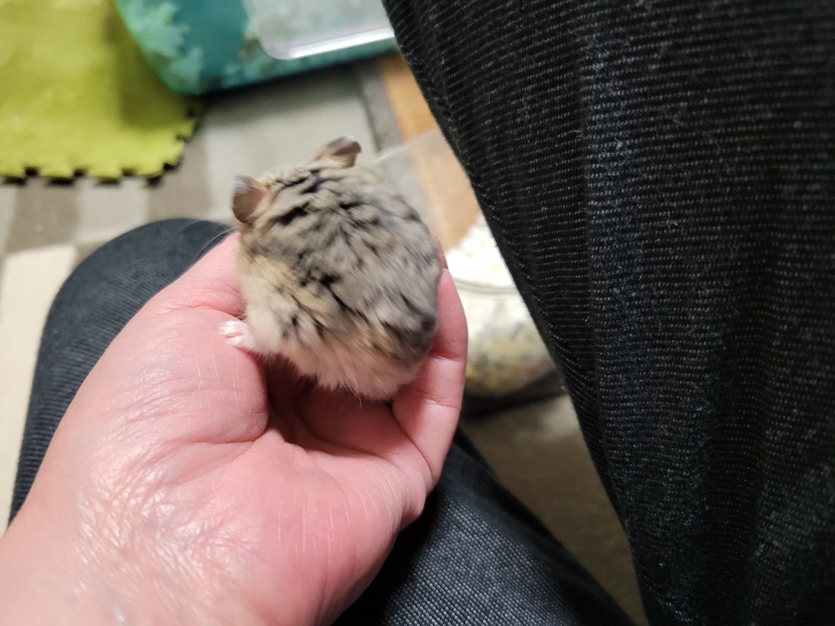 ハム活中こりす tweet media