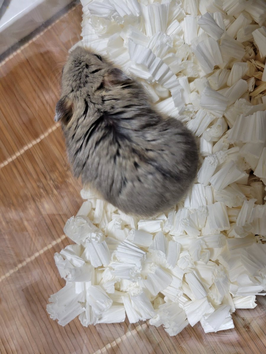 ハム活中こりす tweet media