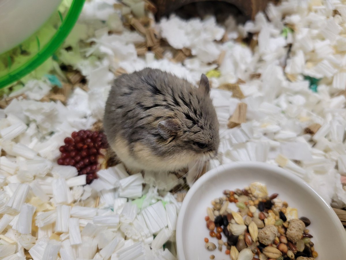 ハム活中こりす tweet media