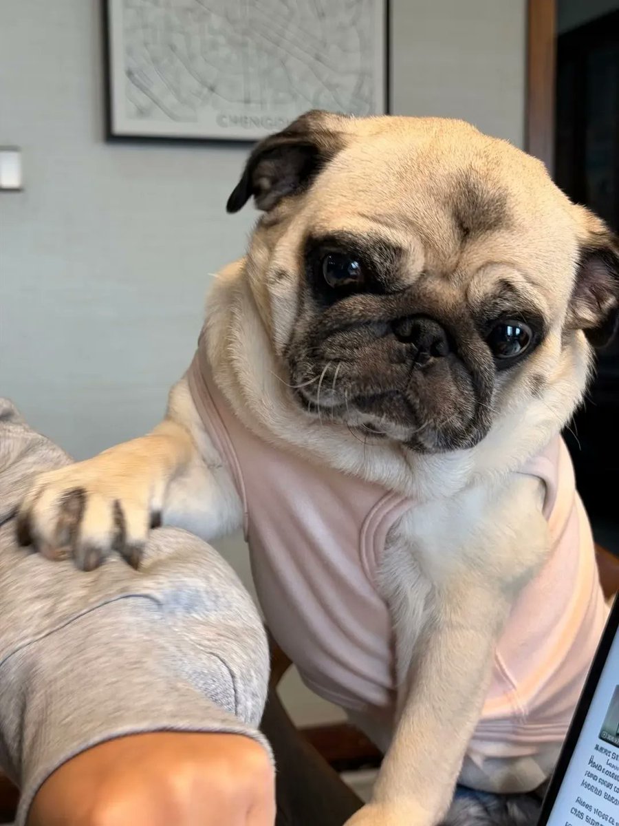 marymsmithson56's tweet image. Do you love this so cute 🥰
#pug #puglove #puglife