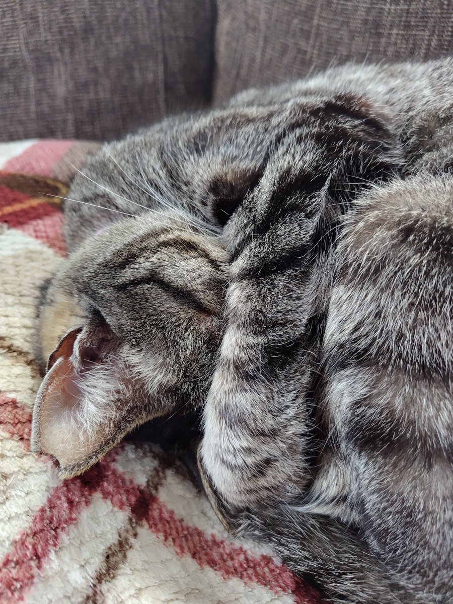 Kijitora469's tweet photo. 🐈寝顔は見せられない💦

#猫のいる暮らし #キジトラ #猫好きさん #猫のいる生活  #猫がいる幸せ https://t.co/UdJhZTI21q