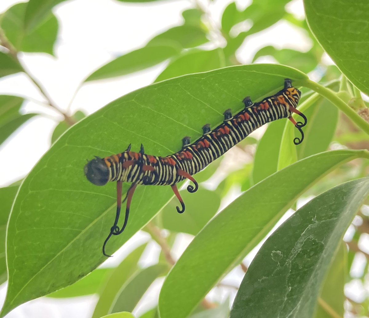 橿原市昆虫館（公式） tweet media