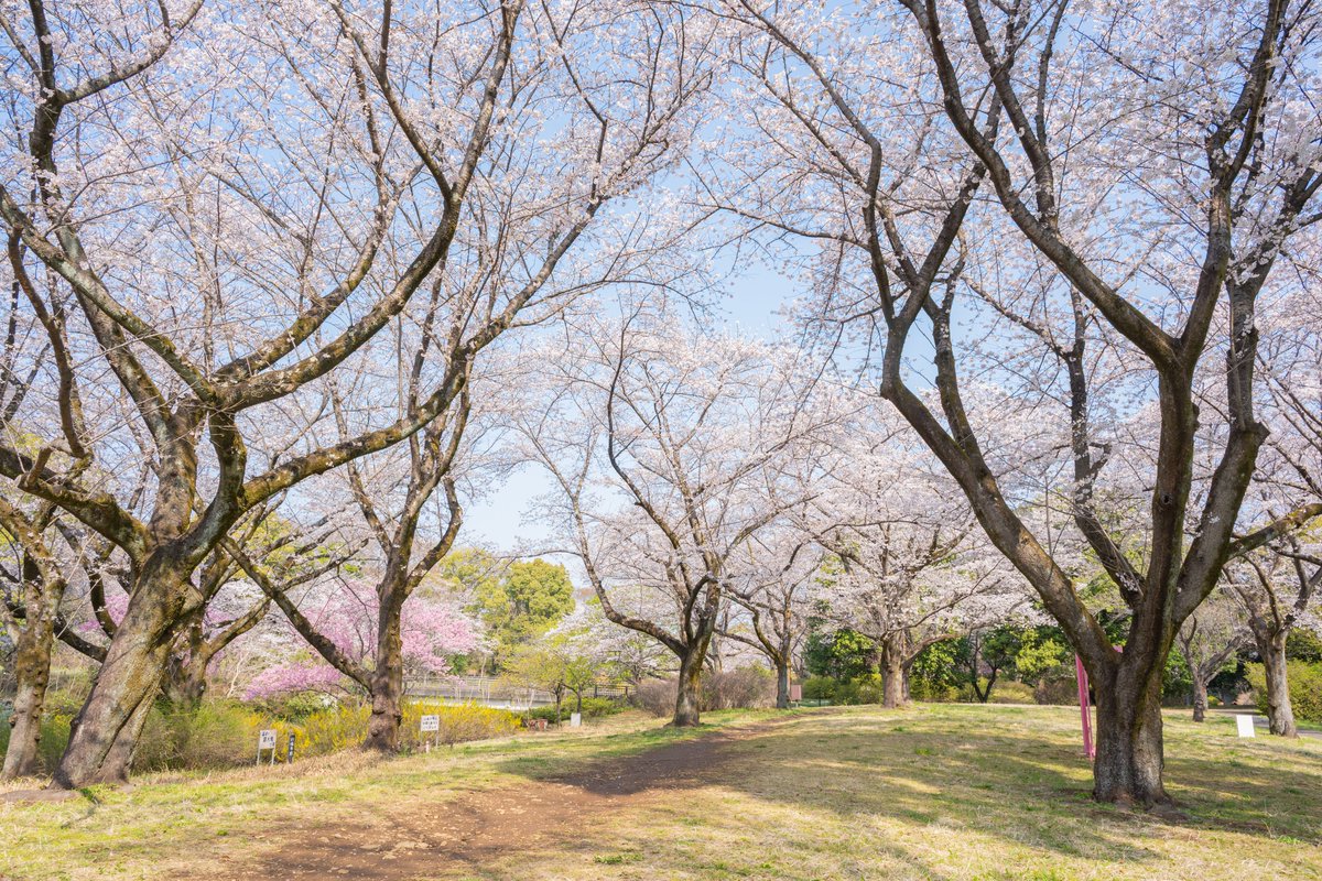 国営昭和記念公園 tweet media
