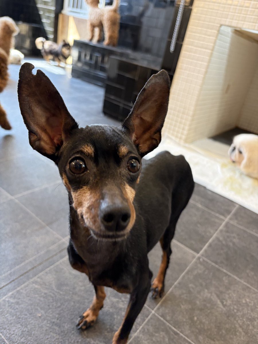 保護犬カフェ　わんだん邸南千住店の日常 tweet media