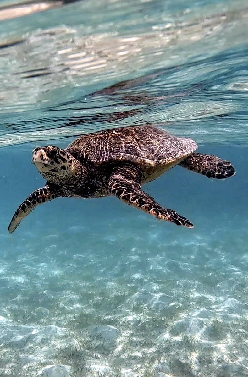 Adrian Collman tweet media