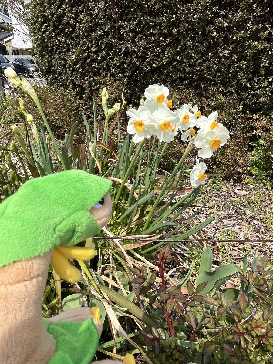 お散歩好きのトロピウス tweet media