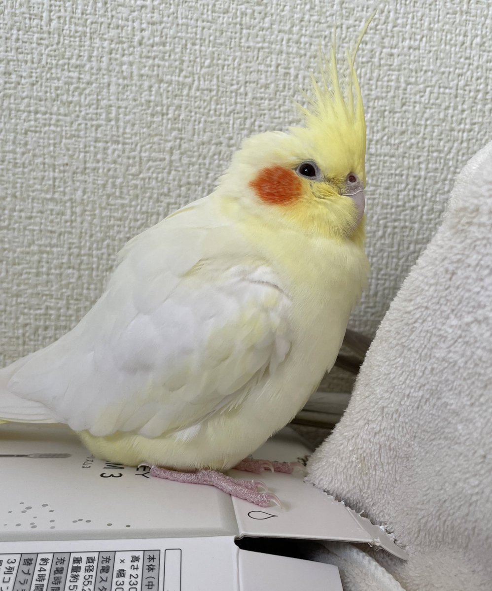 すぎもと tweet media