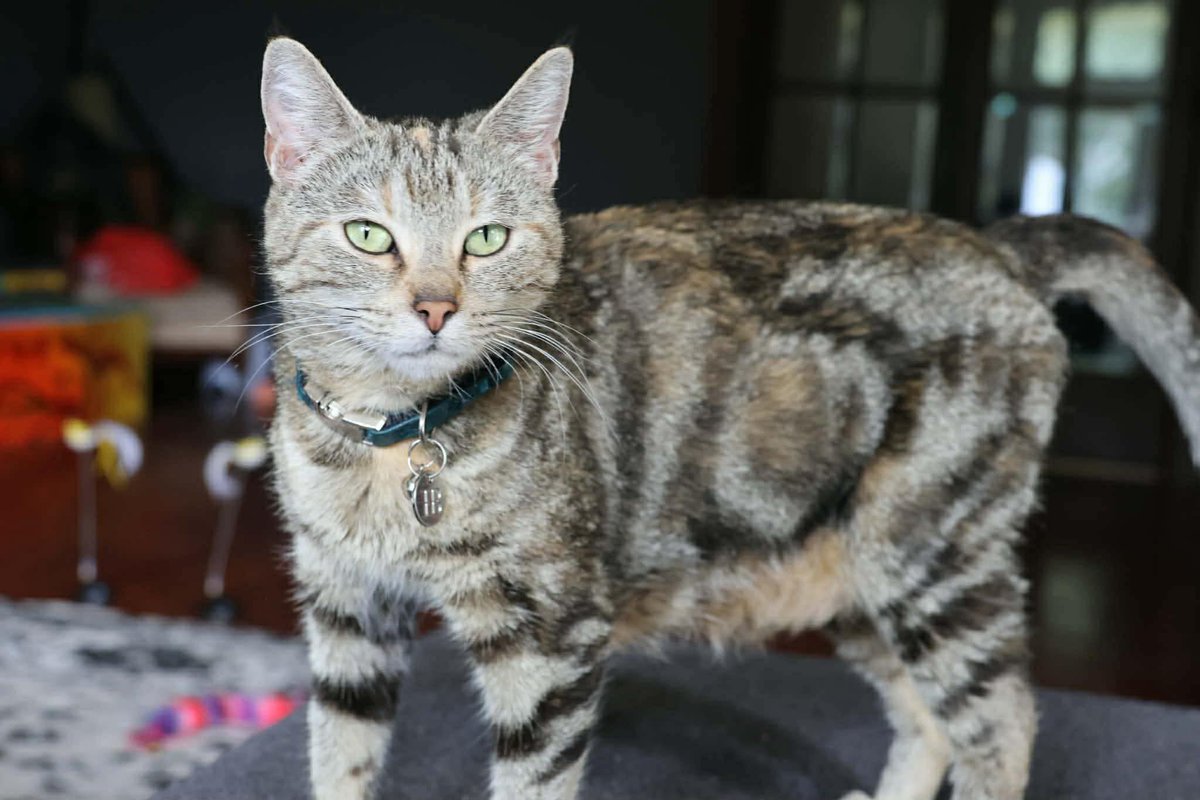 Gypsy lost tweet media